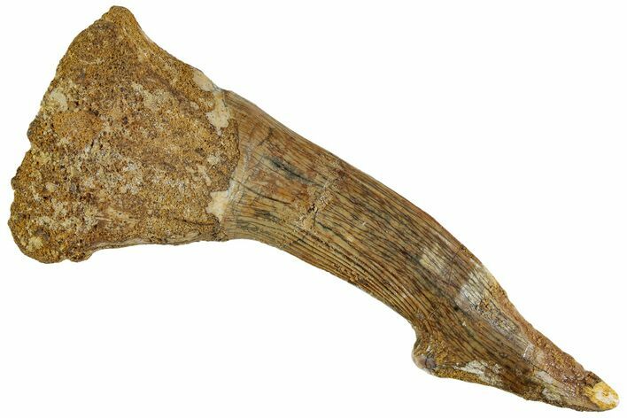 Fossil Sawfish (Onchopristis) Rostral Barb - Morocco #230992